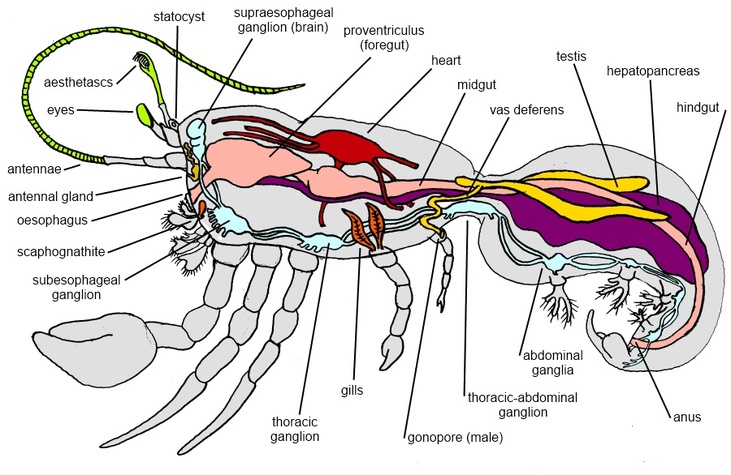 Internal System - Thinstripe Hermit Crab